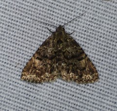 Metalectra richardsi