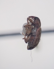 Ellescus ephippiatus