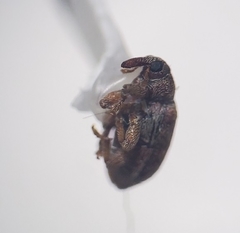 Ellescus ephippiatus