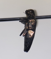 Agrilus lecontei celticola