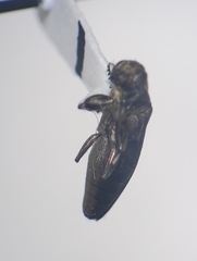 Agrilus lecontei celticola