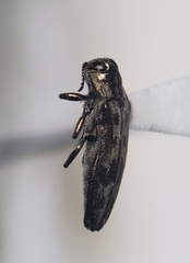Agrilus lecontei celticola