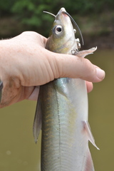 Ictalurus punctatus