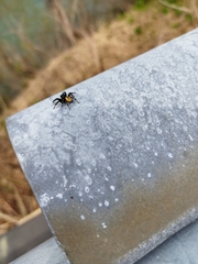 Carrhotus xanthogramma