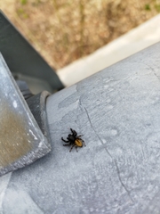 Carrhotus xanthogramma