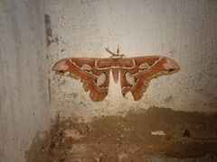 Rothschildia prionia