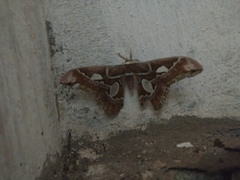 Rothschildia prionia