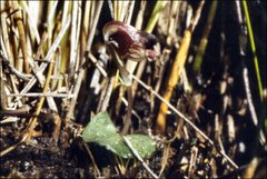 Corybas fordhamii