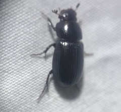 Stenotothorax badipes