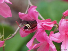Amphion floridensis