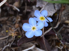 Myosotis rehsteineri