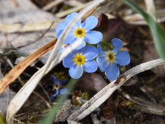 Myosotis rehsteineri