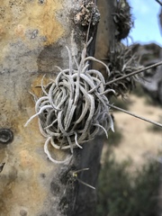 Tillandsia capillaris