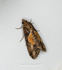 Lophoptera illucida
