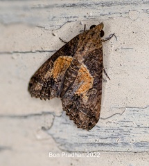 Lophoptera illucida