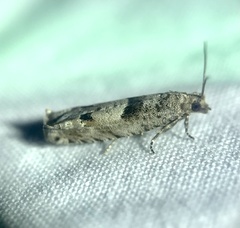 Pseudexentera vaccinii