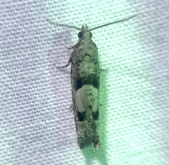 Pseudexentera vaccinii