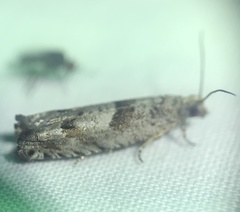 Pseudexentera vaccinii