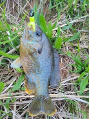 Lepomis megalotis × cyanellus