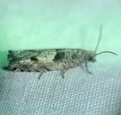 Pseudexentera vaccinii