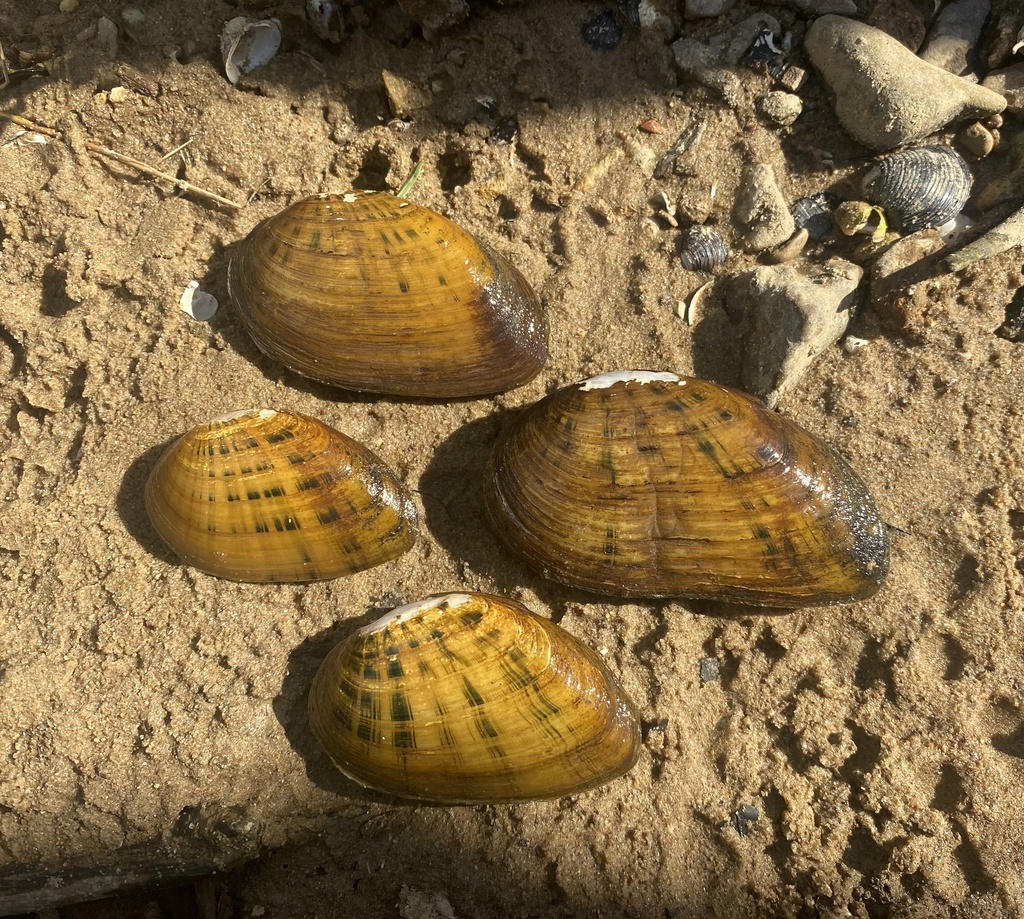Triangular Kidneyshell Kidneyshell in September 2021 by knp_aquaticzoologist. Green River ...
