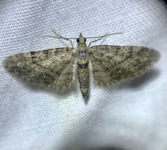 Eupithecia columbiata