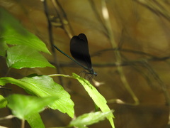Calopteryx maculata image