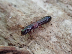 Osoriinae