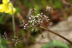 Lomatium geyeri
