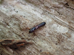 Osoriinae