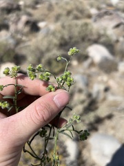 Cryptantha pterocarya pterocarya