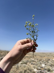 Cryptantha pterocarya pterocarya
