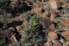 Aloe broomii