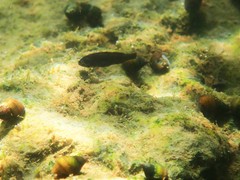 Micropterus dolomieu