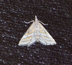 Leptosteges parthenialis
