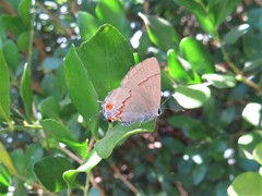 Arzecla tucumanensis