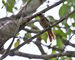 Cyanocompsa parellina indigotica