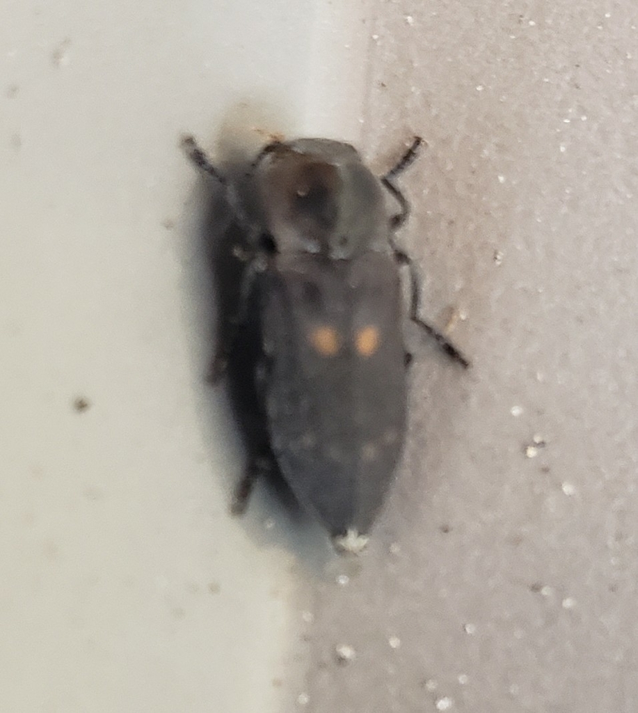 Melanophila notata
