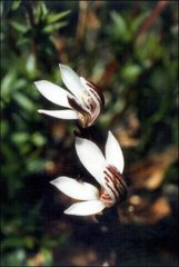Burnettia cuneata