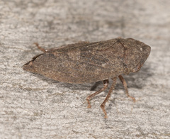 Stenocotis depressa