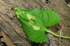 Puccinia violae