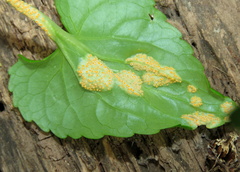 Puccinia violae