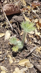 Cnidoscolus angustidens