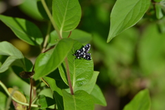 Pseudothyris sepulchralis
