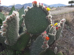 Opuntia huajuapensis