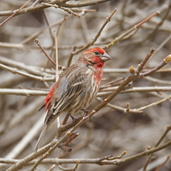 Haemorhous mexicanus
