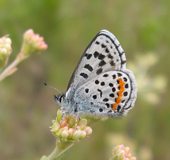 Euphilotes heracleoides