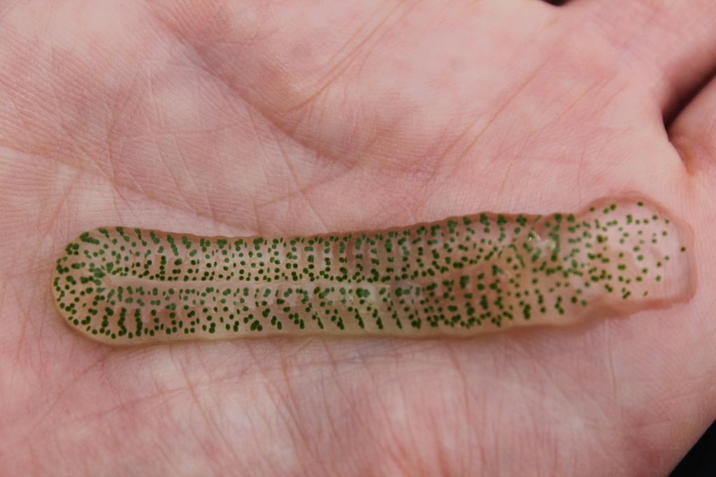 Giant Casemaker Caddisflies from Sudbury District, ON, Canada on July