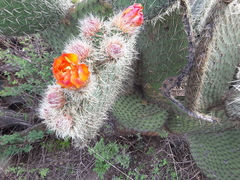 Opuntia huajuapensis