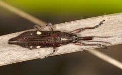 Rhinotia bidentata